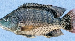 Как верпия спасява тяхната запърска?